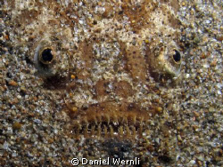 An evil grin, two eyes, and sand: stargazer in Dauin, Neg... by Daniel Wernli 